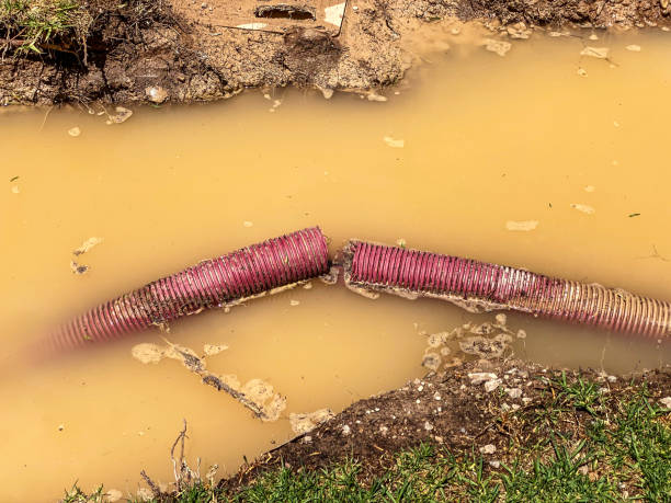 Best Basement water damage restoration  in Ravenel, SC